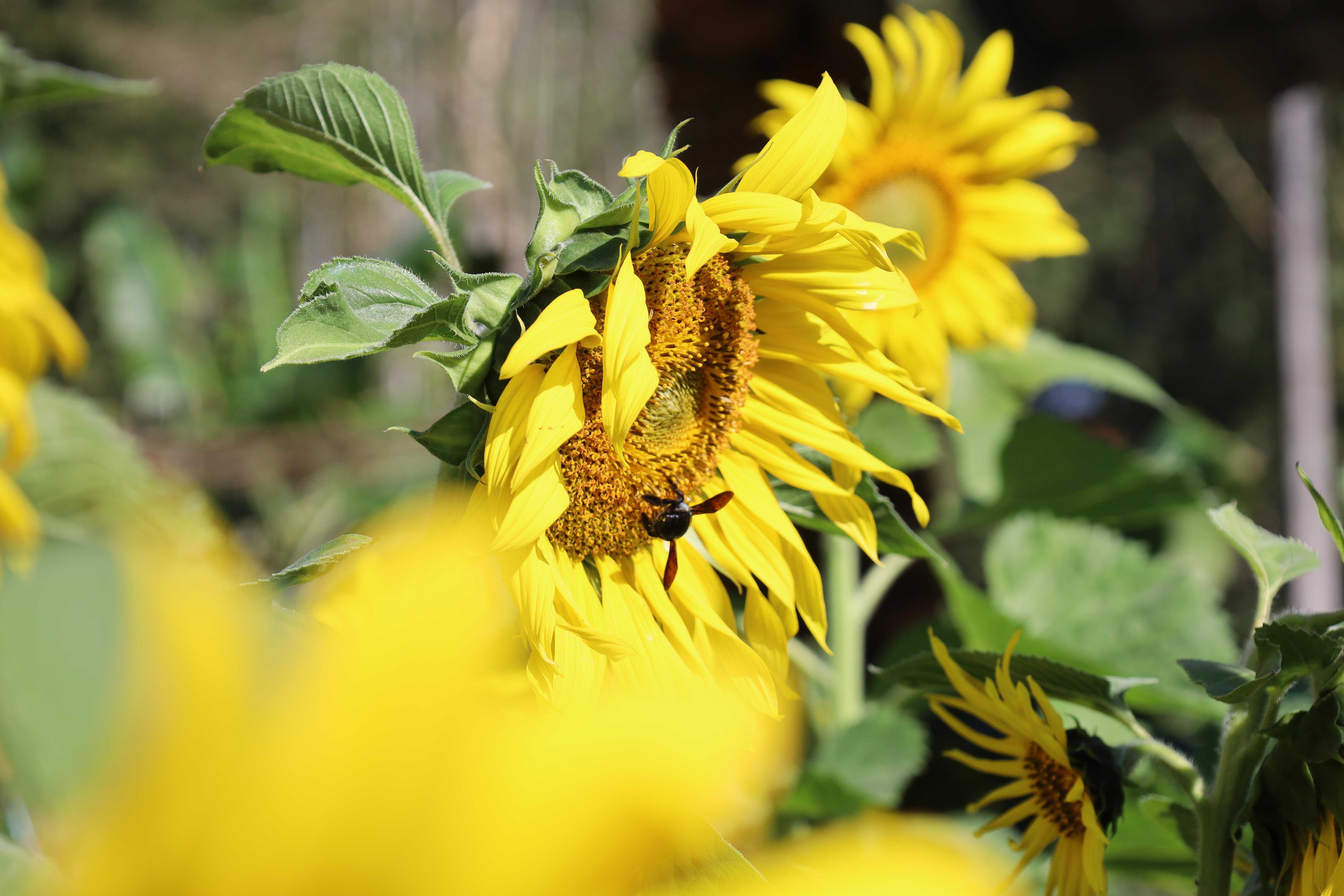 214. กิจกรรมค่ายอาสาพัฒนาโรงเรียนตำรวจตระเวนชายแดน ประจำปี2569