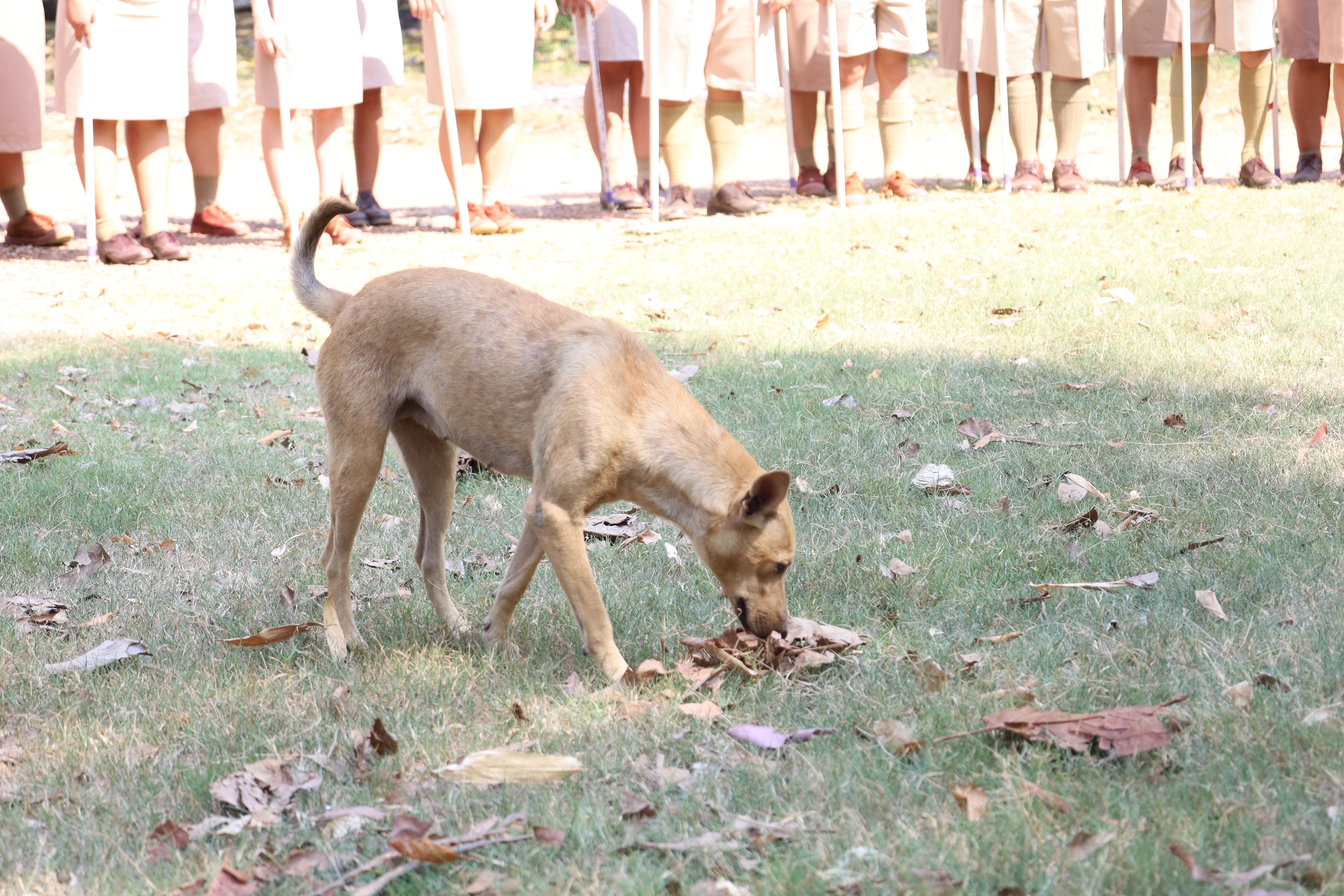 130. กิจกรรมอบรมวิชาผู้กำกับลูกเสือ ขั้นความรู้เบื้องต้น สำหรับนักศึกษาหลักสูตรประกาศนียบัตรบัณฑิต สาขาวิชาชีพครู ประจำปีการศึกษา 2568