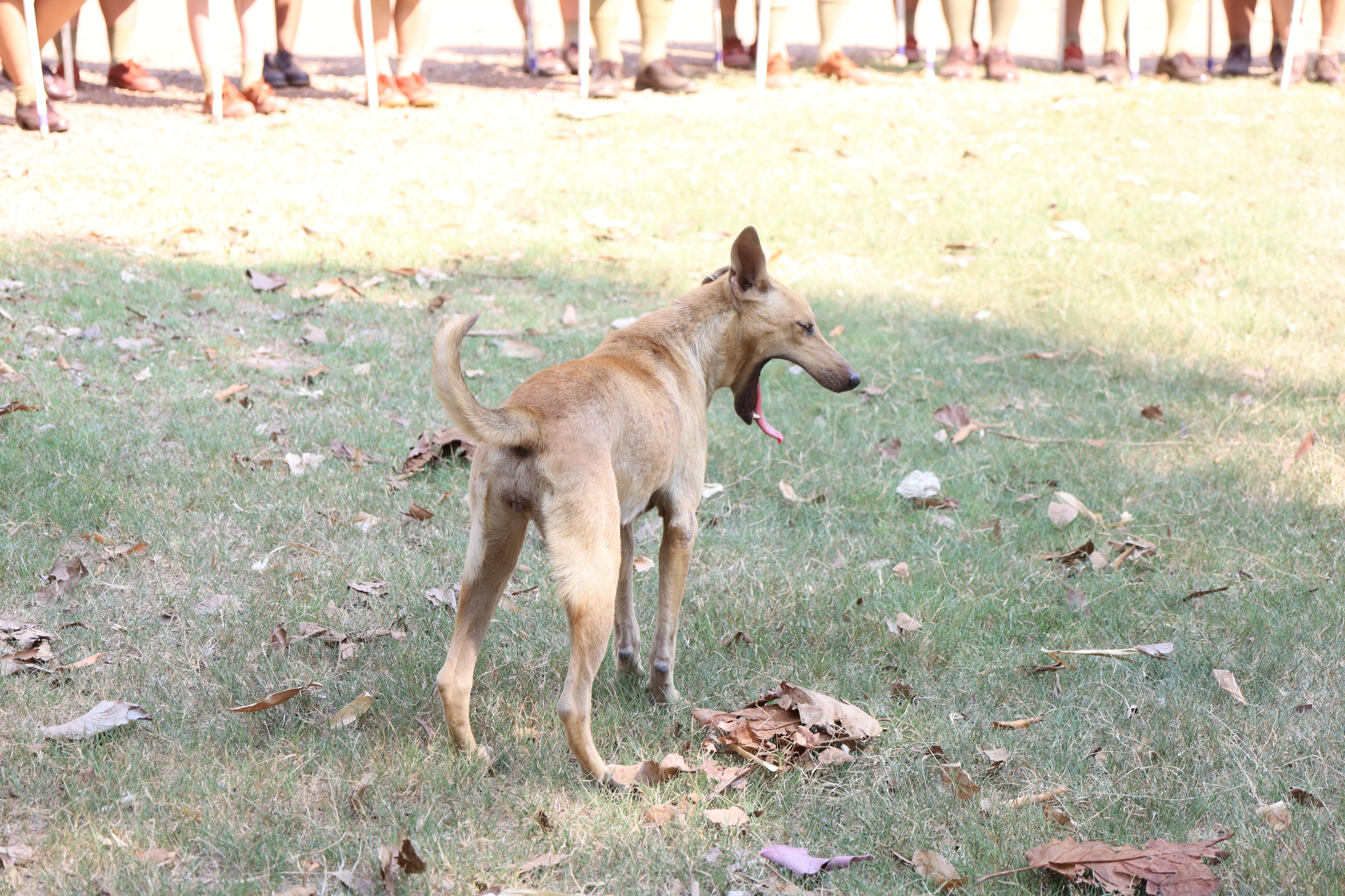 132. กิจกรรมอบรมวิชาผู้กำกับลูกเสือ ขั้นความรู้เบื้องต้น สำหรับนักศึกษาหลักสูตรประกาศนียบัตรบัณฑิต สาขาวิชาชีพครู ประจำปีการศึกษา 2568